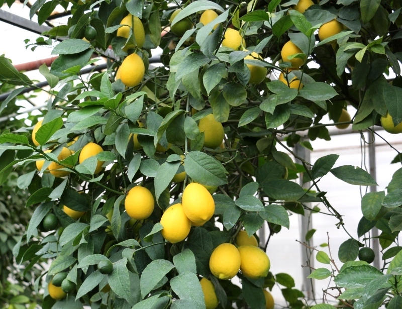 На комбинате начался лимонный сезон