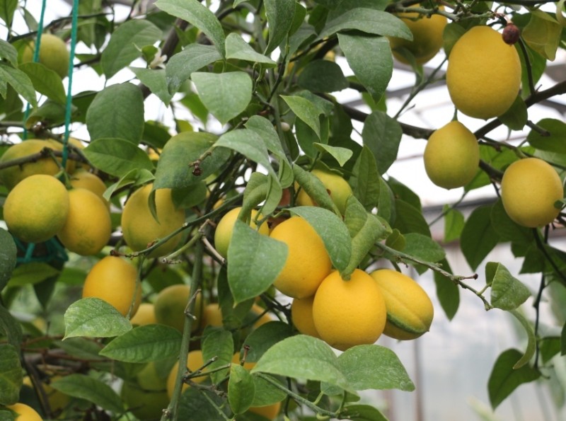 Страна Лимония: на КБК собирают урожай цитрусовых